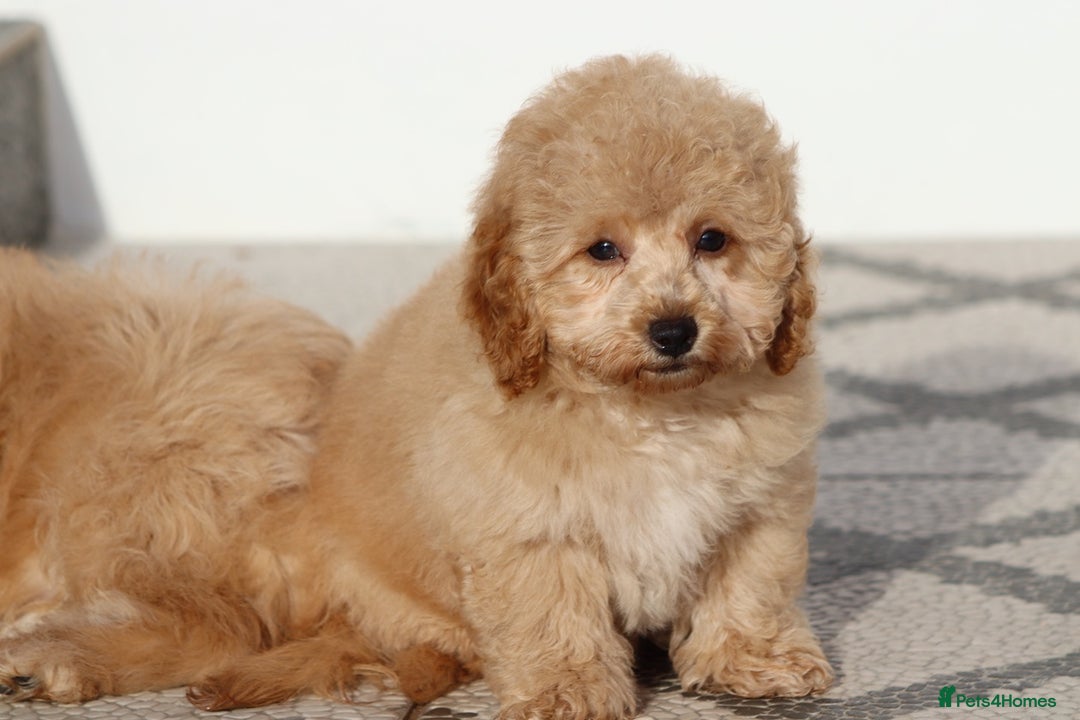 Cavapoo dogs for sale: F1 Cavapoo puppies for sale FULLY VACCINATED - Advert 21