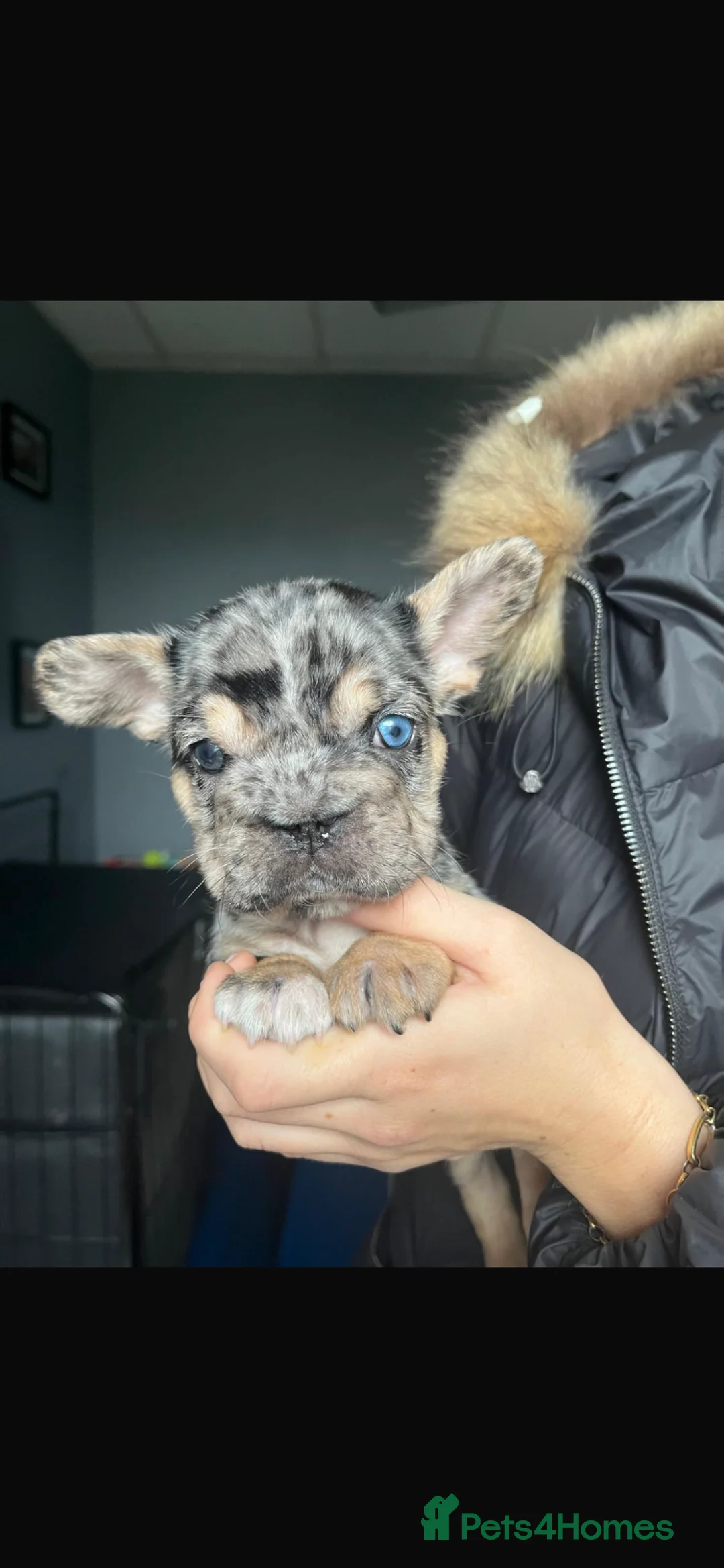 French Bulldog dogs for sale:  **  french bulldog puppy’s 1G 8B in Romford - Advert 1