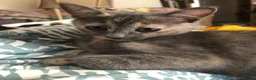 Mixed Breed cats for sale: Our Russian Dolls – Russian Blue × Ragdoll Kittens - Advert 20