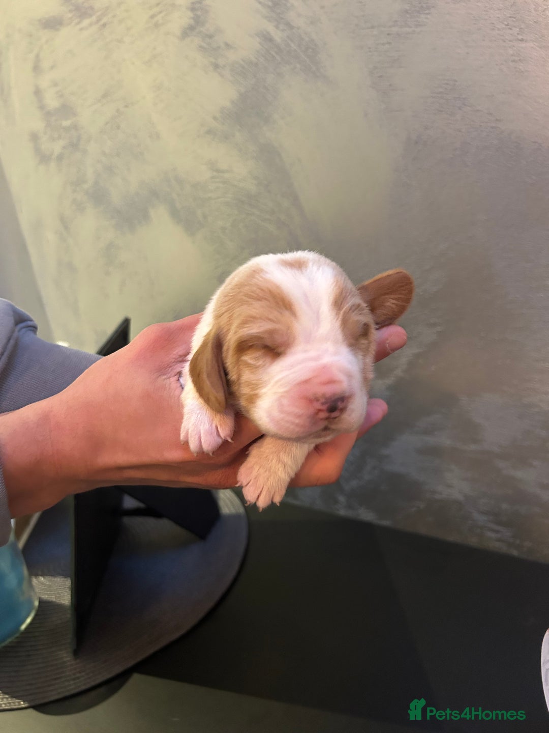 Basset Hound dogs for sale: Stunning Basset hound puppies!! KC reg. - Advert 9