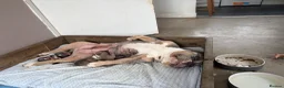 American Bully dogs for sale: 2 beautiful pocket bully puppies  - Advert 6