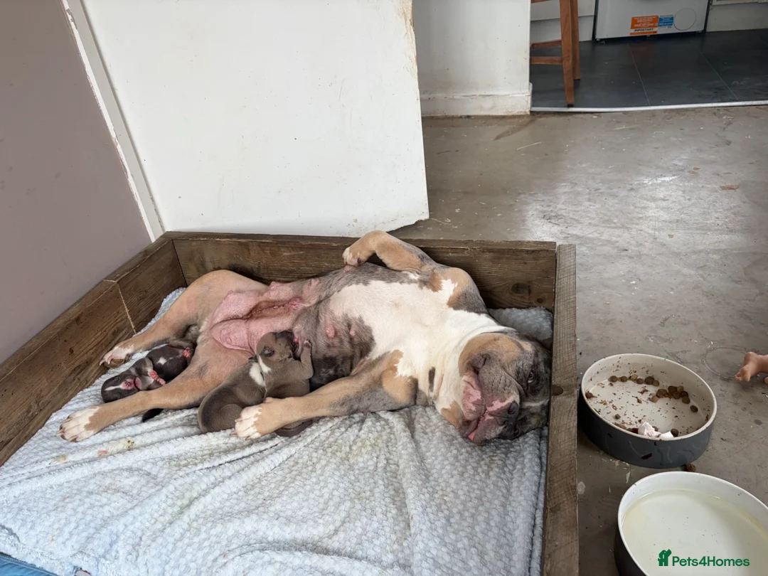 American Bully dogs for sale: 2 beautiful pocket bully puppies  - Advert 6