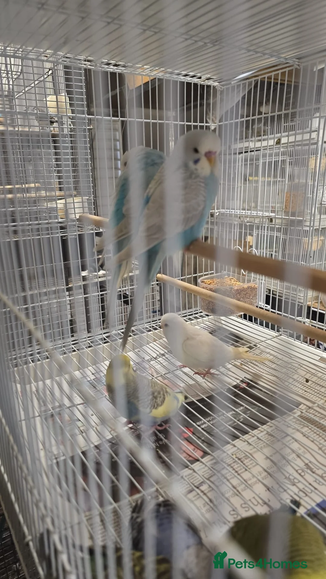 Budgerigars birds for sale: Budgies  - Advert 2