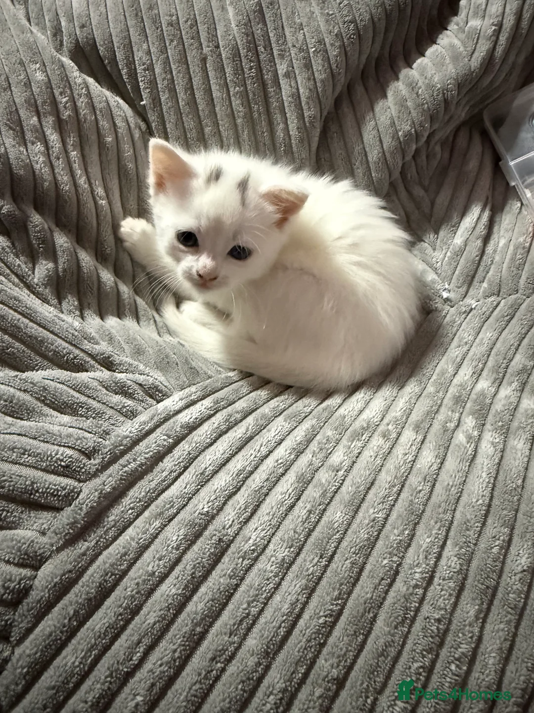 British Shorthair cats for sale: Female kitten  - Advert 3