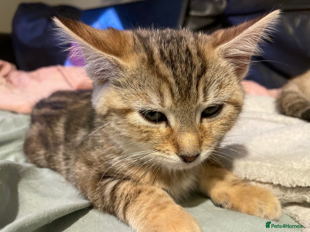 Bengal cats for sale: Cute and fluffy half Bengal kittens  - Image 12