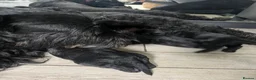 Giant Schnauzer dogs for sale: KC Registered Giant Schnauzer Puppies - Advert 3