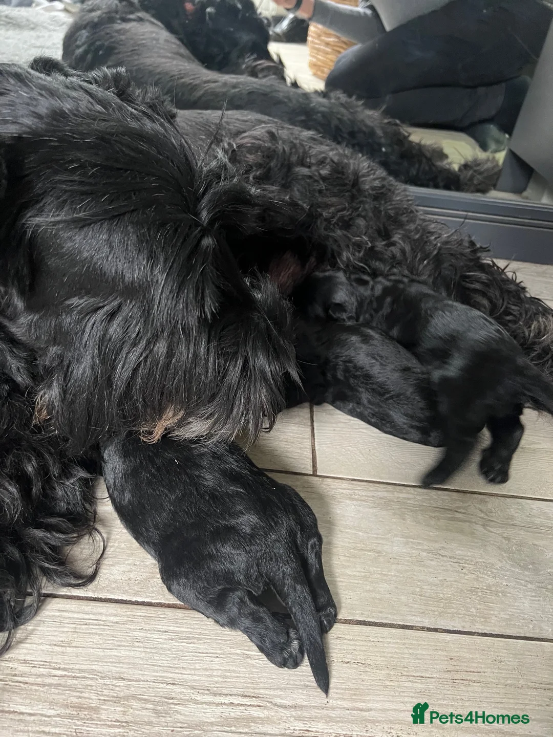Giant Schnauzer dogs for sale: KC Registered Giant Schnauzer Puppies - Advert 3