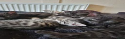 Bengal cats for sale: Bengal cross kittens. - Advert 7