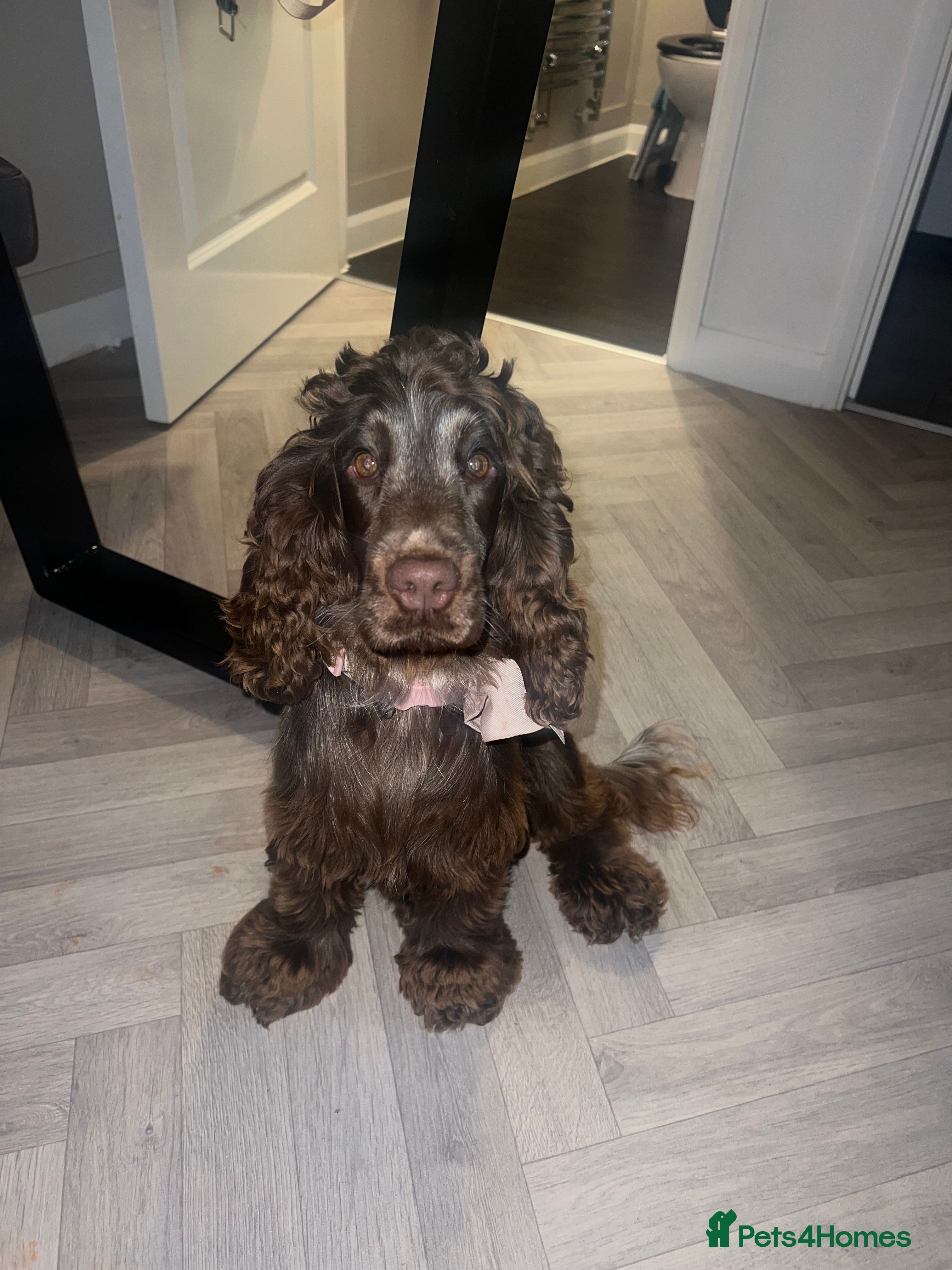 Cocker Spaniel dogs Dolly brown 🍫Cocker spaniel show  - Advert 11