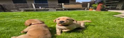 Labrador Retriever dogs for sale: Lovely Chunky Fox Red Labs - Advert 18