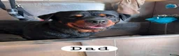 Rottweiler dogs for sale: Rottweiler puppies (3 left) in Manchester - Advert 2
