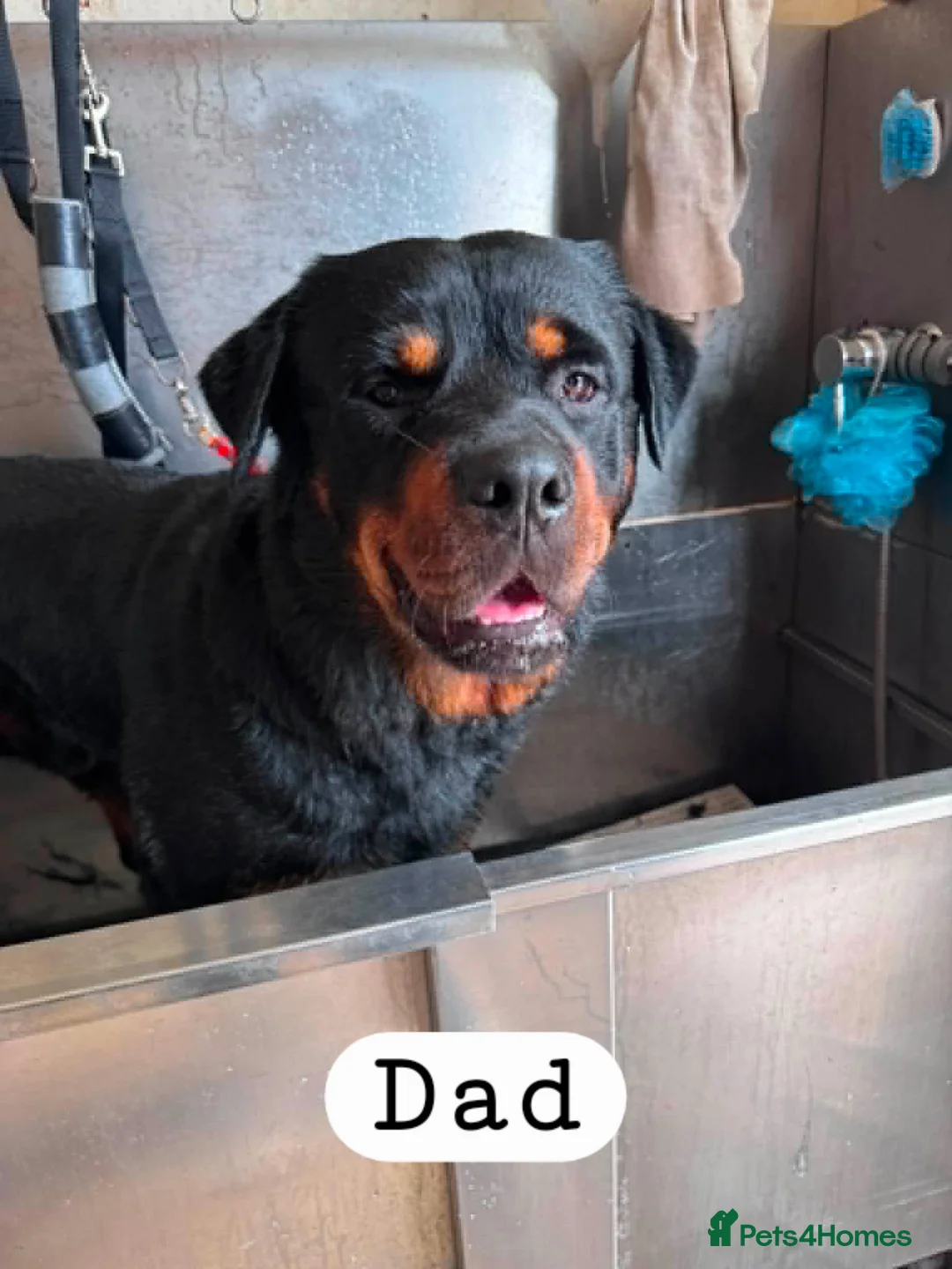 Rottweiler dogs for sale: Rottweiler puppies (3 left) in Manchester - Advert 2