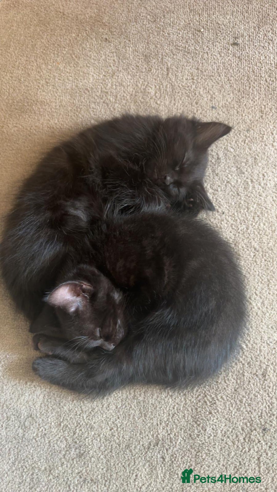 Mixed Breed cats for sale: black Siberian mixed  - Image 1