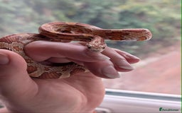 Corn Snake reptiles for sale: Miscellaneous snakes for sale - Image 2