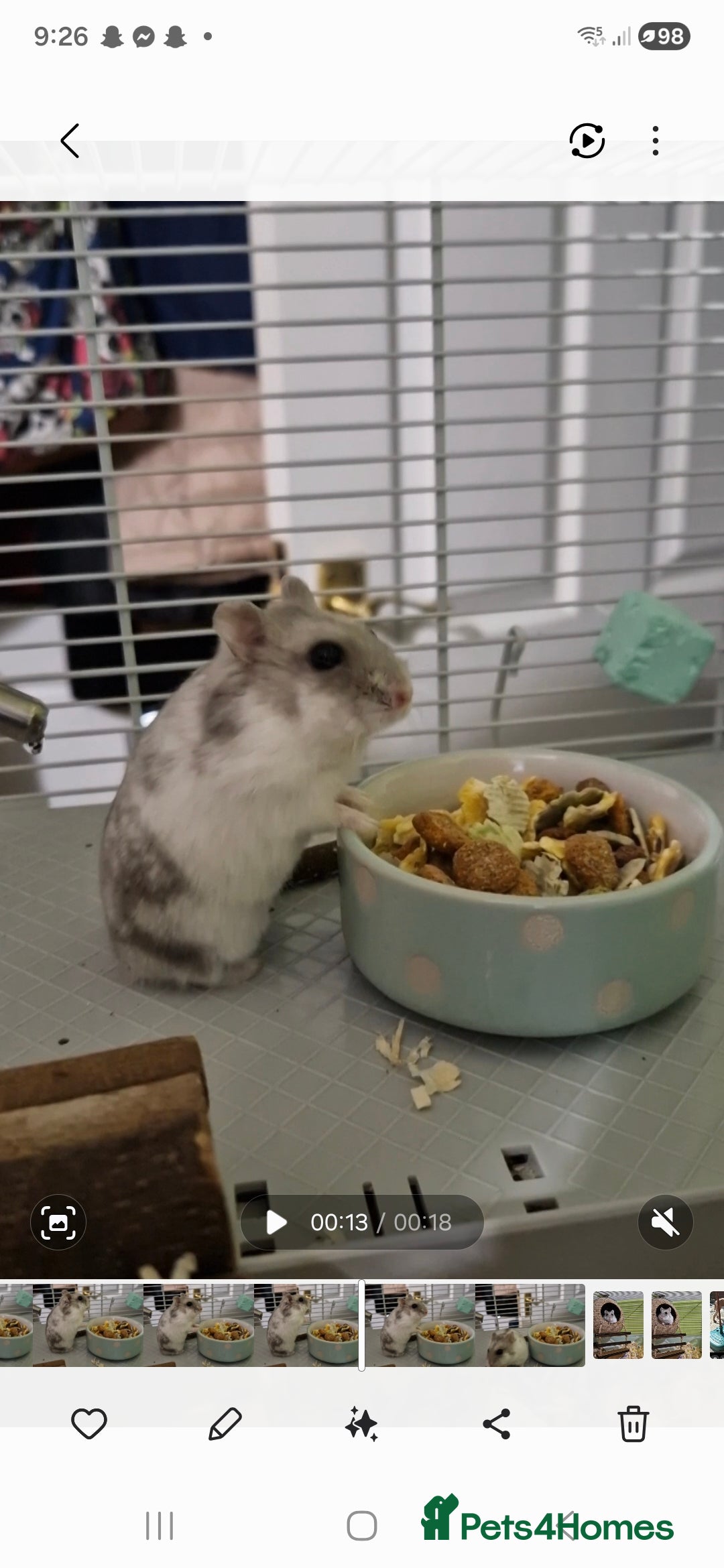 Hamster rodents New home needed  - Advert 1