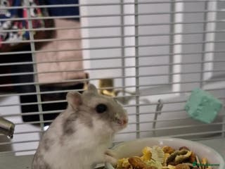 Hamster rodents New home needed - Advert 4