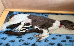 Sproodle dogs for sale: 2 choc girls left and 1 white & brown boy - Image 1
