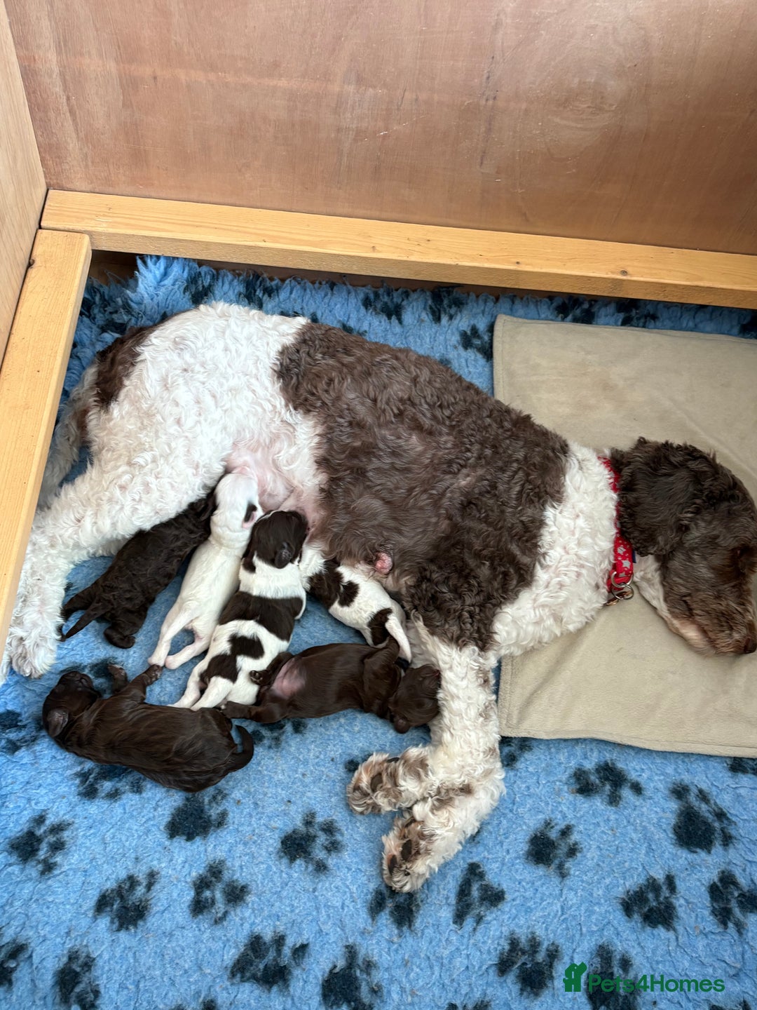 Sproodle dogs for sale: 2 choc girls left and 1 white & brown boy - Image 1
