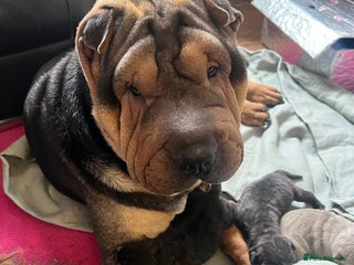 Shar Pei dogs - Advert 5