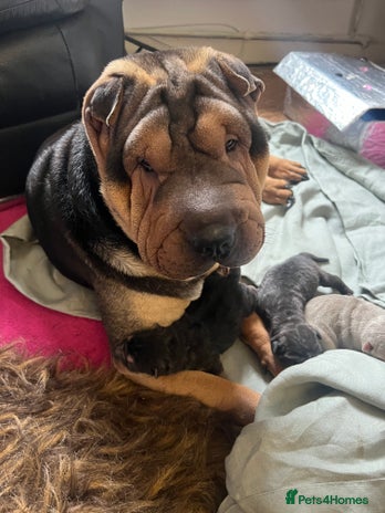 Shar Pei dogs - Advert 1