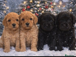 Cockapoo dogs Absolutely stunning cockapoos puppies - Advert 18