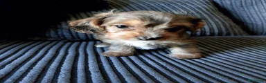 Mixed Breed 1