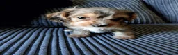 Mixed Breed dogs for sale: Small Mixed Breed Puppies - Advert 3