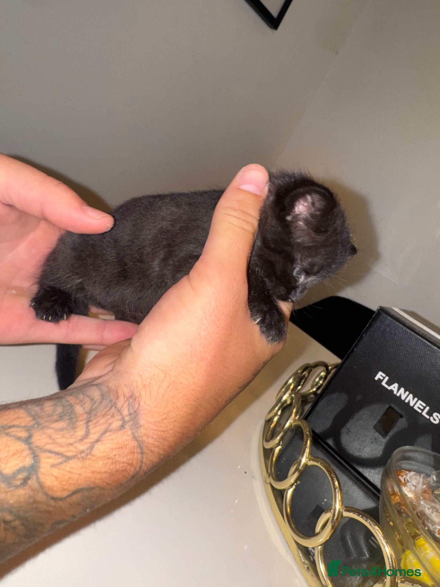 Maine Coon cats for sale: MAINE COON x BENGAL - Advert 8