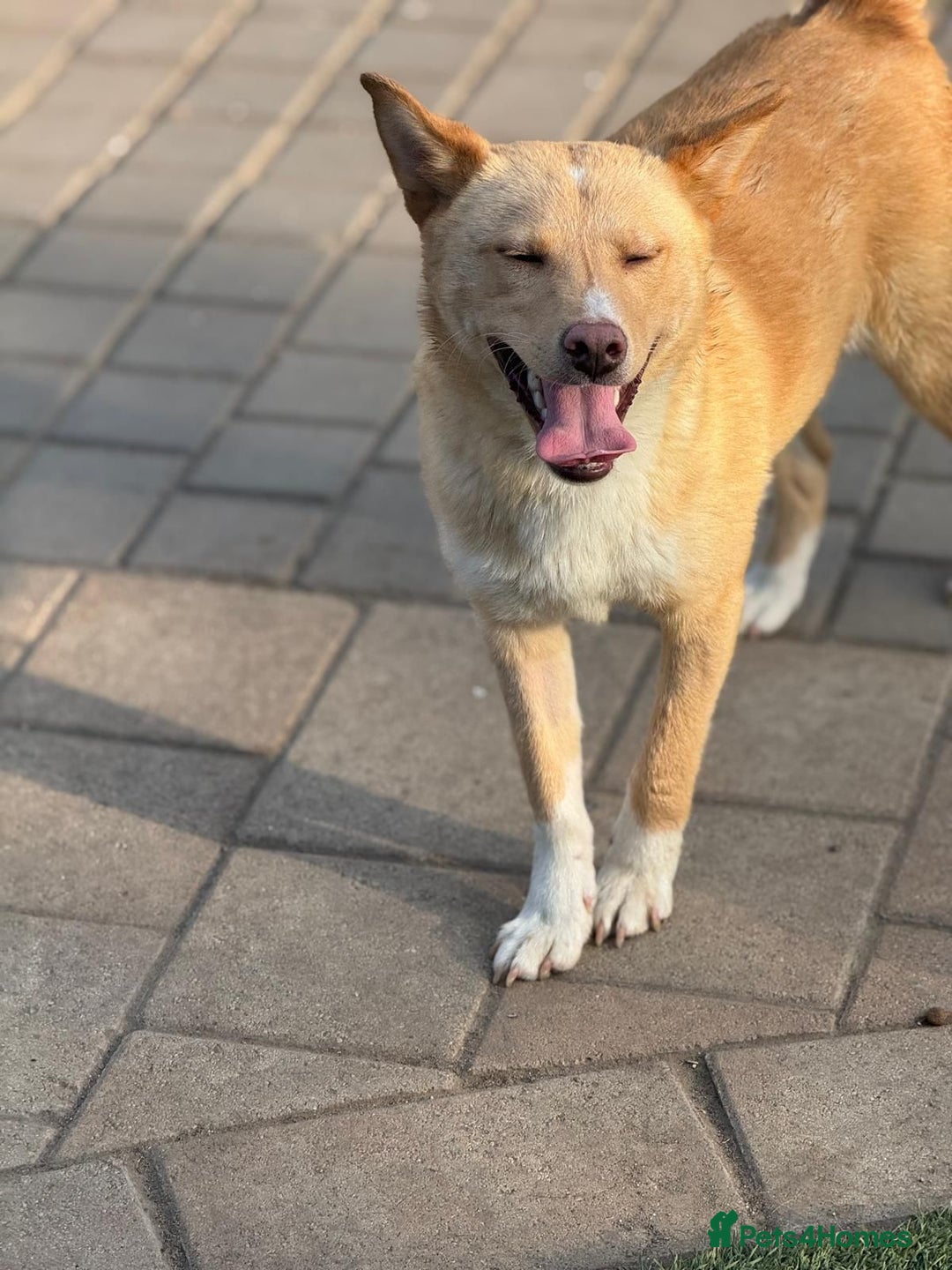 Mixed Breed dogs for adoption: Gorgeous Bill ready for his home - Advert 7