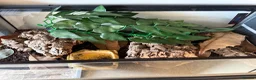 Scorpions invertebrates for sale: Male Asian Forest Scorpion in Woodbridge - Advert 3