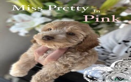 Cockapoo dogs for sale: F1 Cockapoo’s DNA Health Tested Parents - Image 33