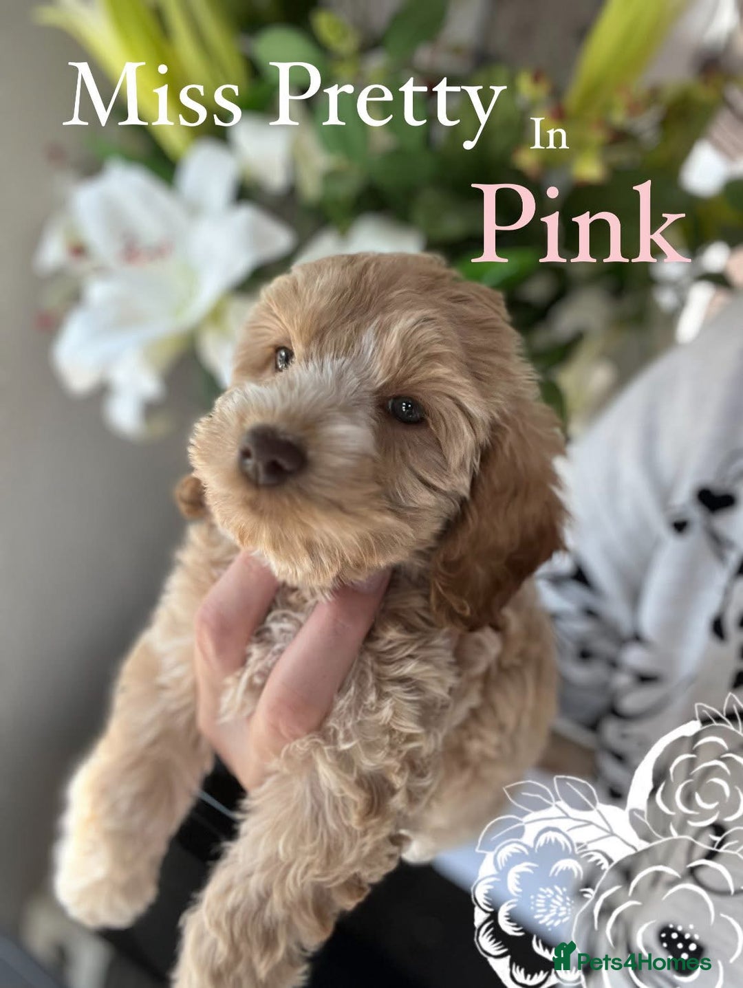 Cockapoo dogs for sale: F1 Cockapoo’s DNA Health Tested Parents - Image 33