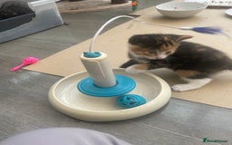 Domestic Shorthair cats for sale: Adorable kittens  - Image 8