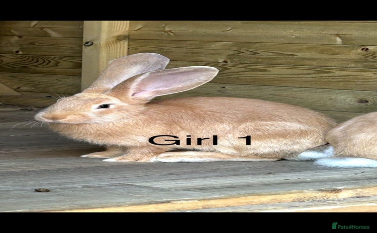 Continental Giant rabbits - Advert 1
