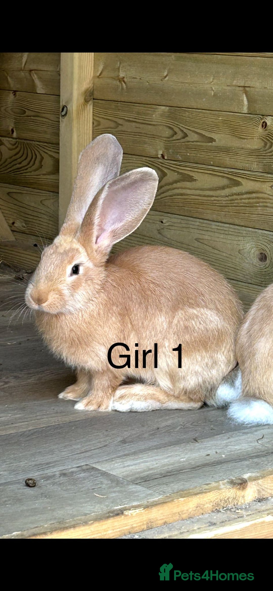 Continental Giant rabbits for sale: READY NOW - 3 Continental Giant Does  - Image 1