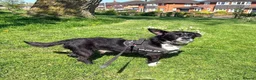 Mixed Breed dogs for adoption: Meet Ray, currently residing in Cheshire  in Crewe - Advert 2