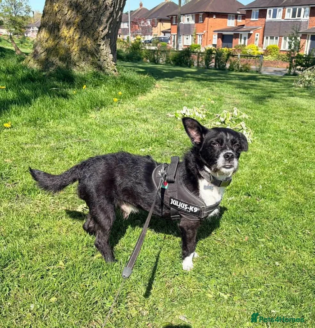 Mixed Breed dogs for adoption: Meet Ray, currently residing in Cheshire  in Crewe - Advert 2