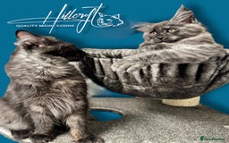 Maine Coon cats for sale: LAST ONE ! XL RUSSIAN MAINE COON KITTENS  in Pontypridd - Image 3