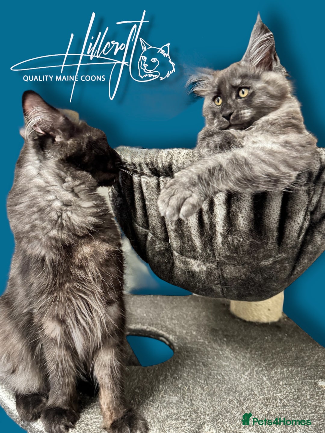 Maine Coon cats for sale: LAST ONE ! XL RUSSIAN MAINE COON KITTENS  in Pontypridd - Image 3