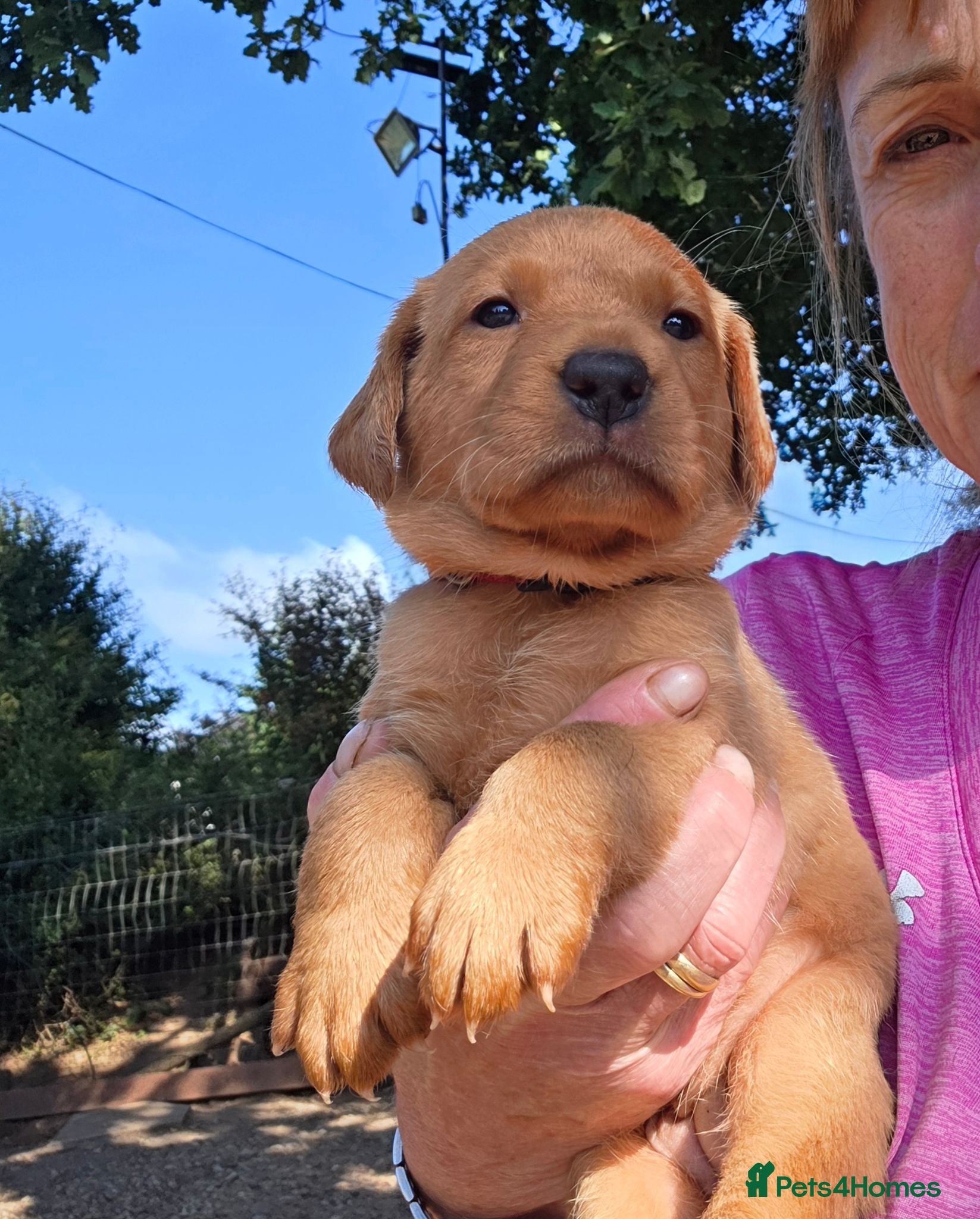 Labrador Retriever dogs Fantastic Fox Red Labrador Puppies  - Advert 2