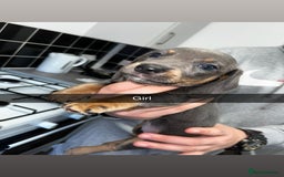 Miniature Dachshund dogs for sale: Adorable Miniature Dachshund Puppies  - Image 6