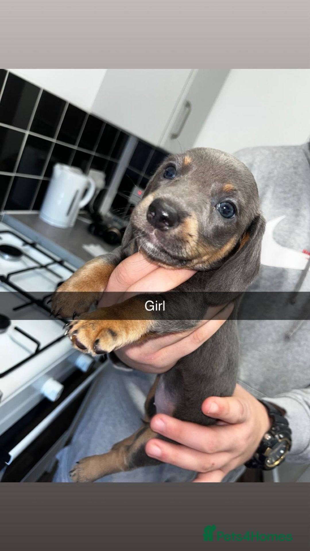 Miniature Dachshund dogs for sale: Adorable Miniature Dachshund Puppies  - Image 6