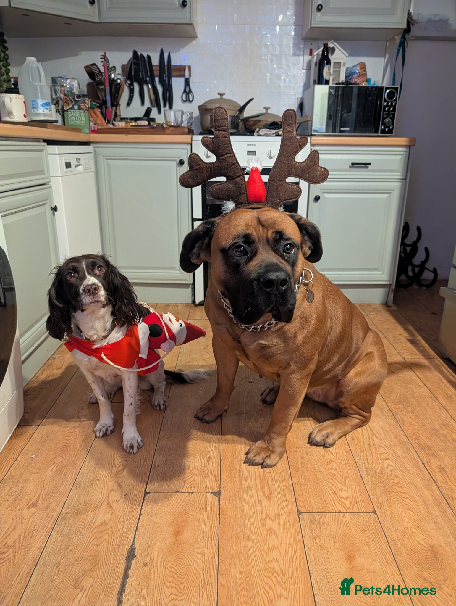 Boerboel dogs for sale: Willow looking for a new family. - Advert 1