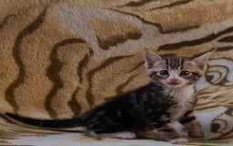 Mixed Breed cats for sale: 7 Beautiful Tabby Kitties in Greenford - Image 2