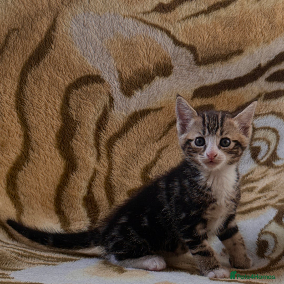 Mixed Breed cats for sale: 7 Beautiful Tabby Kitties in Greenford - Image 2