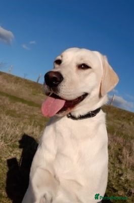 Labrador Retriever dogs Gorgeous labrador retriever girl - Advert 4
