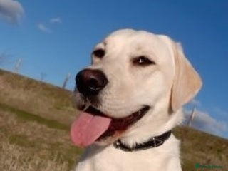 Labrador Retriever dogs Gorgeous labrador retriever girl - Advert 4