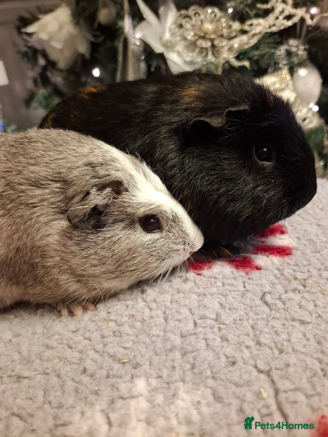 Guinea Pig rodents for sale: Guinea Pig Pairs  - Advert 1