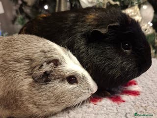 Guinea Pig rodents Guinea Pig Pairs - Advert 9