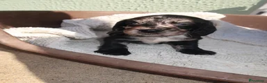 Cocker Spaniel 3